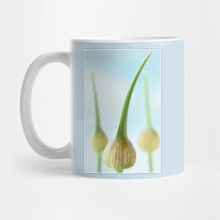 Allium ampeloprasum  'Elephant'  Elephant garlic  Flower buds Mug